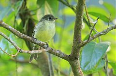 Greater Antillean Elaenia